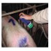 Tinta Marcadora Spray Animal Gado Ovelha  Top Marker 500ml